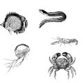 Formes Animaux marins (2)