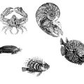 Formes Animaux marins (3)