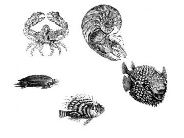Formes : Animaux marins (3) Formes Animaux marins (3)