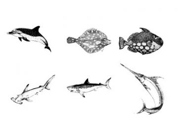 Formes : Animaux marins (4) Formes Animaux marins (4)