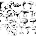 Formes Champignons (1)