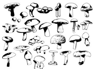 Formes : Champignons (1) Formes Champignons (1)