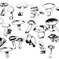 Formes Champignons (2)