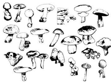 Formes : Champignons (2) Formes Champignons (2)