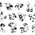 Formes Champignons (3)