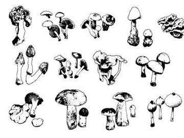 Formes : Champignons (3) Formes Champignons (3)