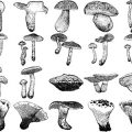 Formes Champignons (4)