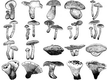 Formes Champignons (4)