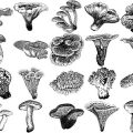 Formes Champignons (5)