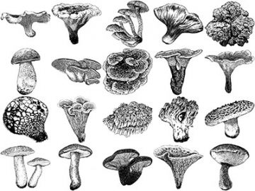 Formes Champignons (5)