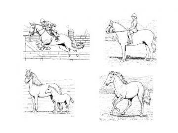 Formes Chevaux (4)