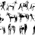 Formes Chevaux (9)