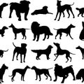 Formes Chiens (1)