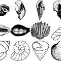 Formes Coquillages (1)