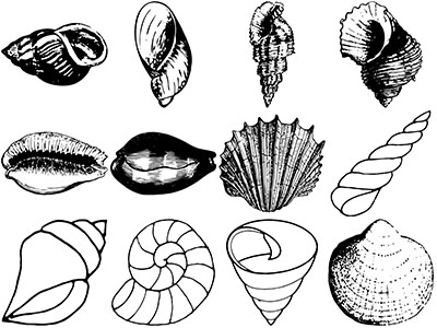 Formes Coquillages (1)