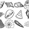 Formes Coquillages (3)