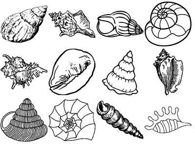Formes Coquillages (3)