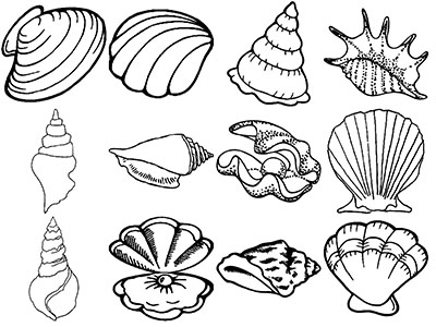 Formes Coquillages (5)