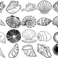 Formes Coquillages (6)