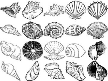 Formes Coquillages (6)