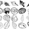 Formes Coquillages (7)
