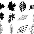 Formes Feuilles (2)