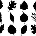 Formes Feuilles (6)