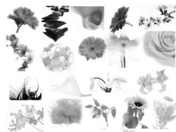 Pinceaux : Fleurs (1) Pinceaux Fleurs (01)