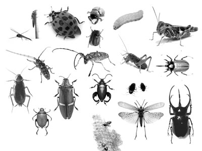 Pinceaux Insectes (01)