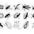 Pinceaux Insectes (02)