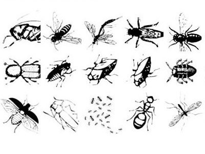 Pinceaux Insectes (02)