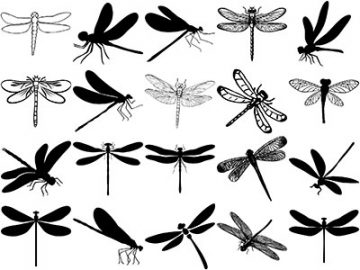 Formes Libellules (3) Formes Libellules (3)