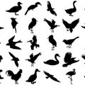 Formes Oiseaux (1)