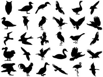 Formes Oiseaux (1)