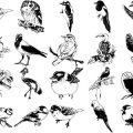 Formes Oiseaux (2)