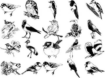 Formes Oiseaux (2)
