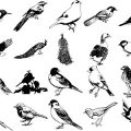 Formes Oiseaux (3)