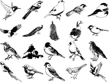 Formes Oiseaux (3)