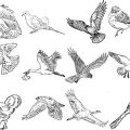Formes Oiseaux (4)