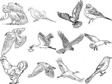 Formes : Oiseaux (4) Formes Oiseaux (4)
