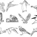 Formes Oiseaux (5)