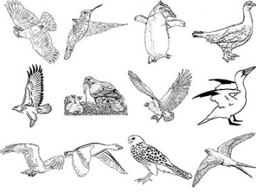 Formes : Oiseaux (5) Formes Oiseaux (5)