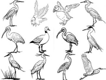 Formes : Oiseaux (6) Formes Oiseaux (6)