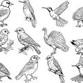 Formes Oiseaux (7)
