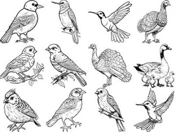 Formes : Oiseaux (7) Formes Oiseaux (7)