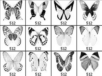 Pinceaux Papillons (01)