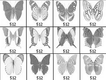 Pinceaux : Papillons (5) Pinceaux Papillons (05)