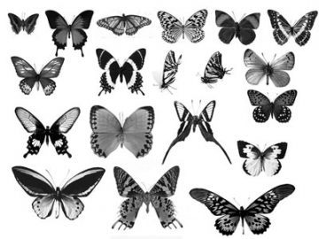 Pinceaux : Papillons (7) Pinceaux Papillons (07)