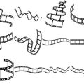 Formes Pellicules (7)