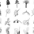 Pinceaux Plantes (01)